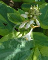 Hosta Frances Williams