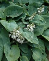 Hosta sieboldiana Elegans Alba