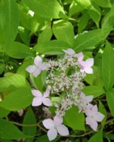 Hydrangea macrophylla serrata Tiara