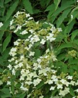 Hydrangea xanthoneura