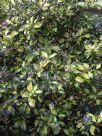 Ilex aquifolium Golden Milkboy