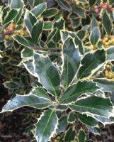 Ilex aquifolium Handsworth New Silver