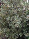 Ilex aquifolium Handsworth New Silver