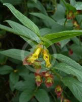 Lonicera involucrata ledebourii