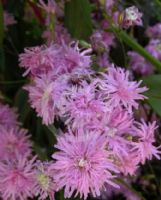 Lychnis flos-cuculi Jenny