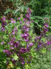 Malva sylvestris Mauritiana group