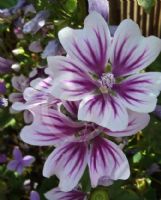 Malva sylvestris Zebrina