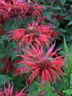 Monarda Gardenview Scarlet