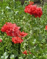 Papaver somniferum Paeoniiflorum Group