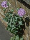 Papaver somniferum Paeoniiflorum Group