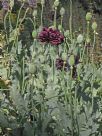 Papaver somniferum Paeoniiflorum Group Black Paeony