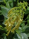 Phygelius aequalis Yellow Trumpet