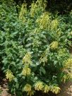 Phygelius aequalis Yellow Trumpet