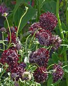 Scabiosa atropurpurea Ace of Spades