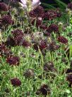 Scabiosa atropurpurea Chile Black