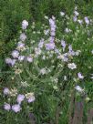 Scabiosa caucasica Lavender Blue