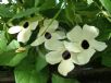 Thunbergia alata Alba