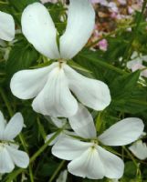 Viola cornuta Alba Group