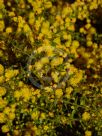 Acacia amblygona Winter Gold