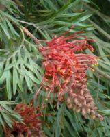 Grevillea Molly