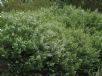 Westringia longifolia Snow Flurry