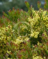 Acacia fimbriata dwarf