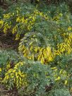 Acacia baileyana prostrate