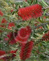 Callistemon Firebrand