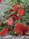 Callistemon Firebrand