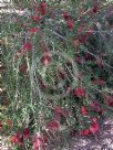 Callistemon Firebrand