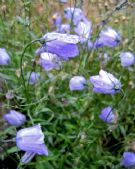 Campanula saxifraga