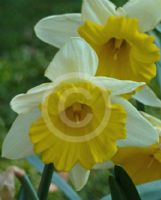 Narcissus Division 1 Big Chief