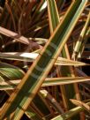 Phormium Waikato Gold