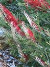 Grevillea rigida distans