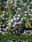 Acacia alata biglandulosa