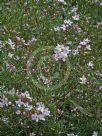 Boronia muelleri Sunset Serenade