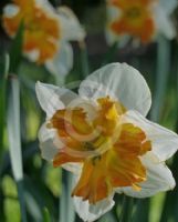 Narcissus Division 11 Pickup