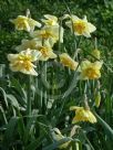 Narcissus Division 11 Sorbet