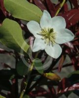 Magnolia laevifolia Paradise Perfection