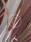 Phormium Bronze Warrior