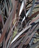 Phormium Black Rage