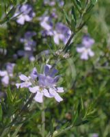 Westringia Jervis Gem