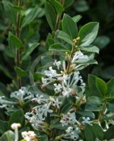 Osmanthus delavayi Heaven Scent