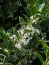 Osmanthus delavayi Heaven Scent