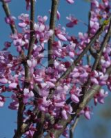 Cercis chinensis Avondale