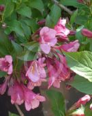 Weigela florida Minuet