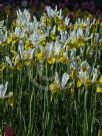 Iris xiphium Angel Wings