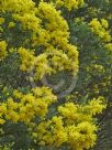 Acacia boormanii Gold Tips