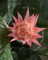 Aechmea fasciata Primera