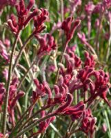 Anigozanthos Bush Pizzazz